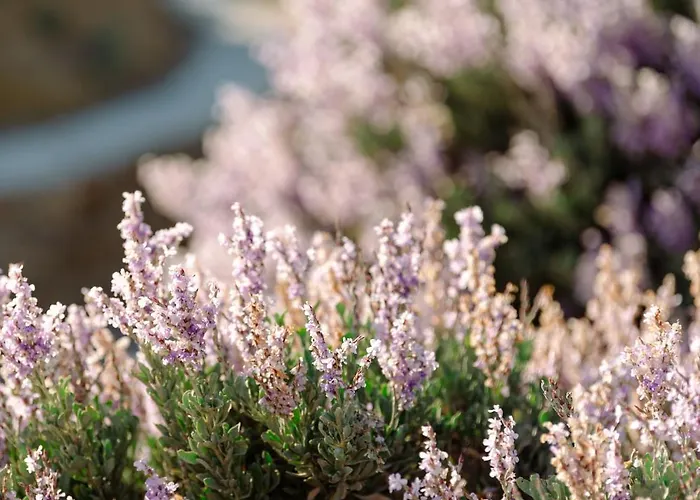 On The Rocks イオス島 チョーラ